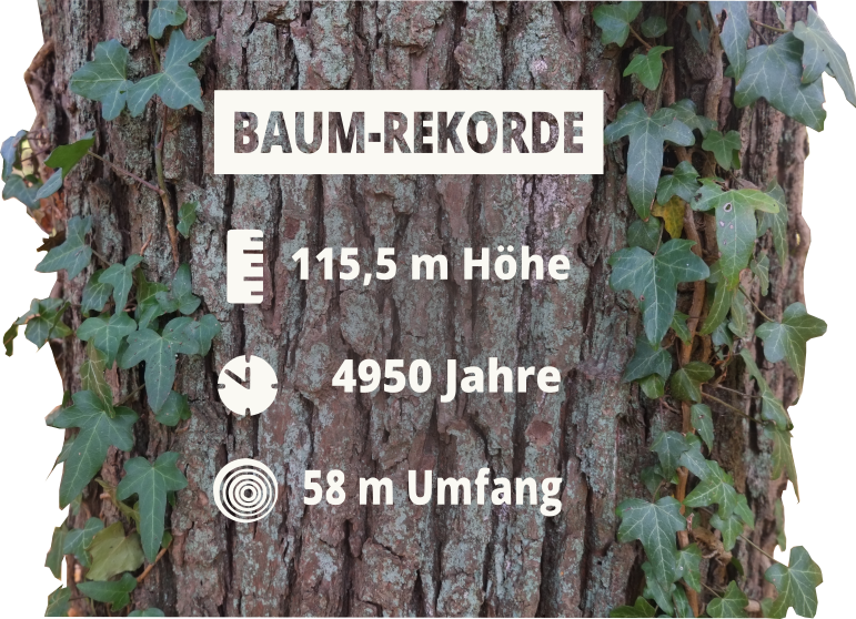 Baumrinde mit Efeu